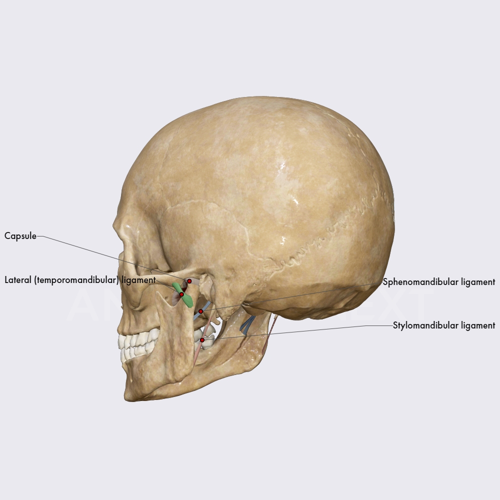 Joint capsule and ligaments of TMJ